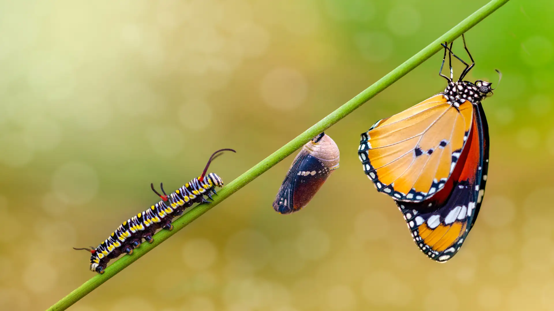 Transforming Through Change