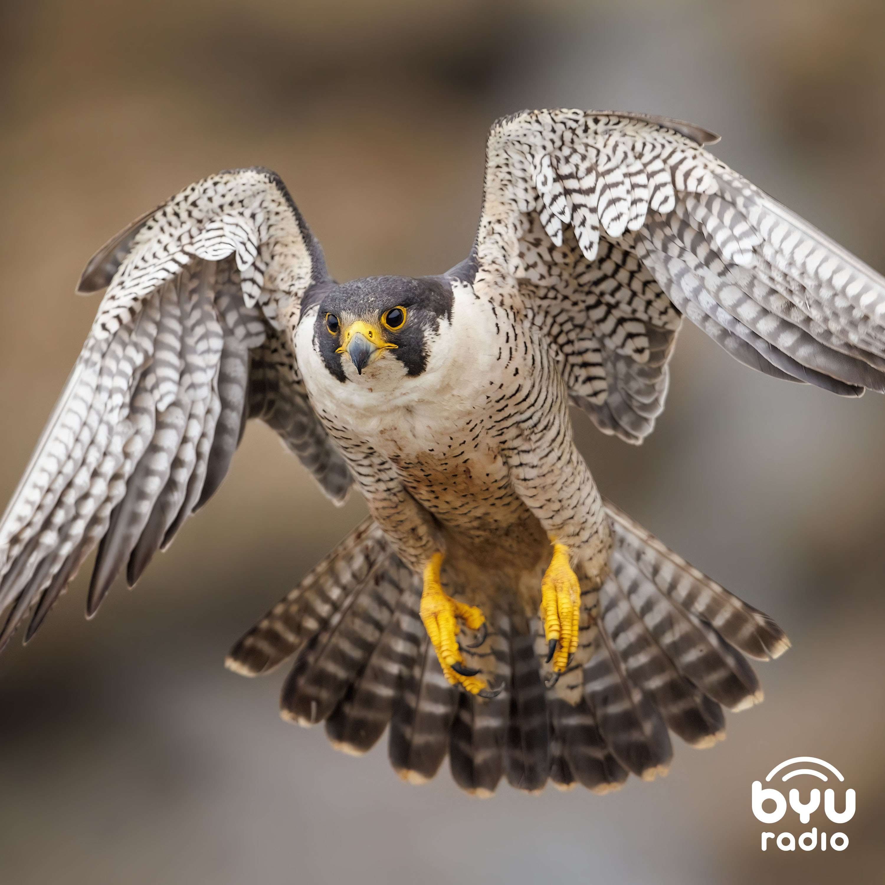 Peregrine Falcons: Amazing Parents & Fastest Birds in the World