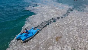 Sea Snot