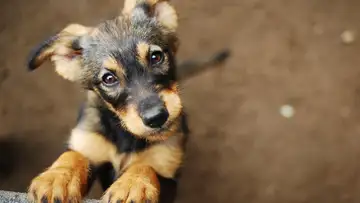 Helping Stray Animals