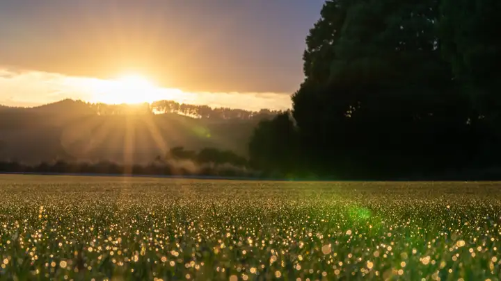 “As the Dew from Heaven Distilling”