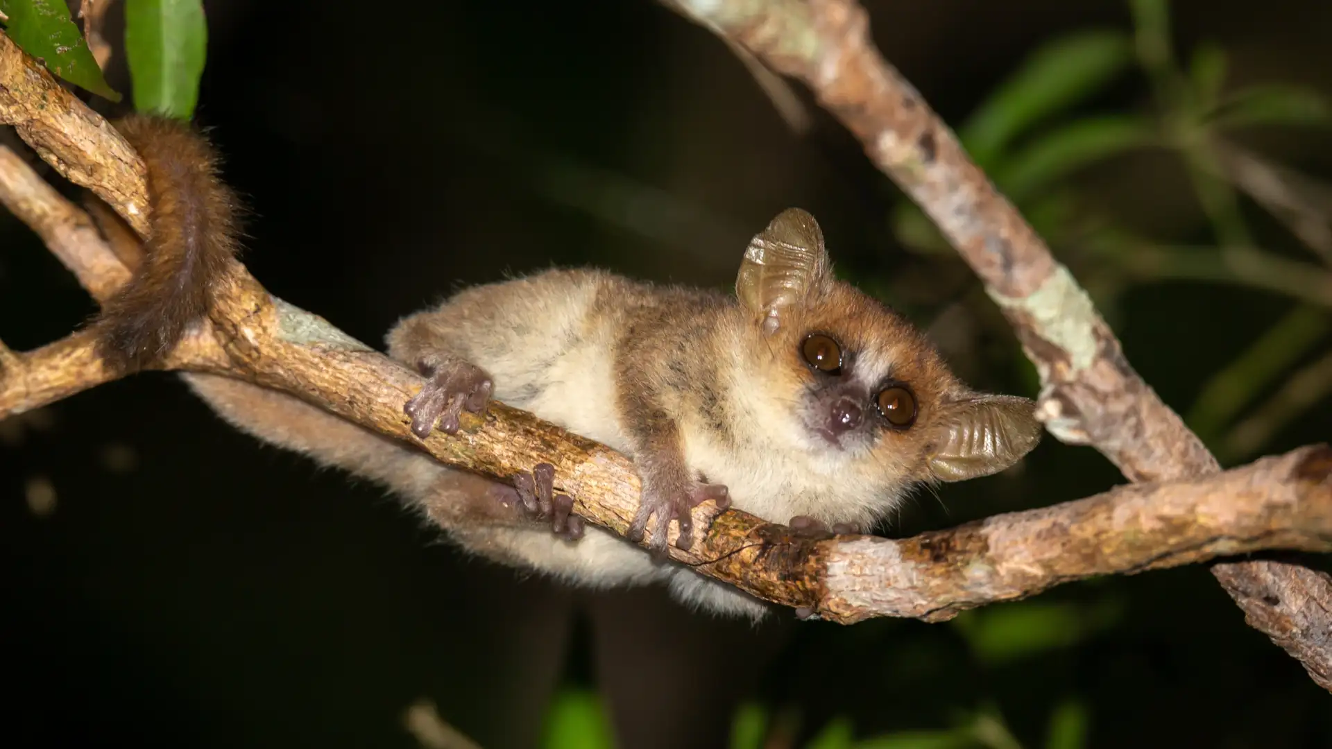 We're Forcing Mammals To Live the Night Life