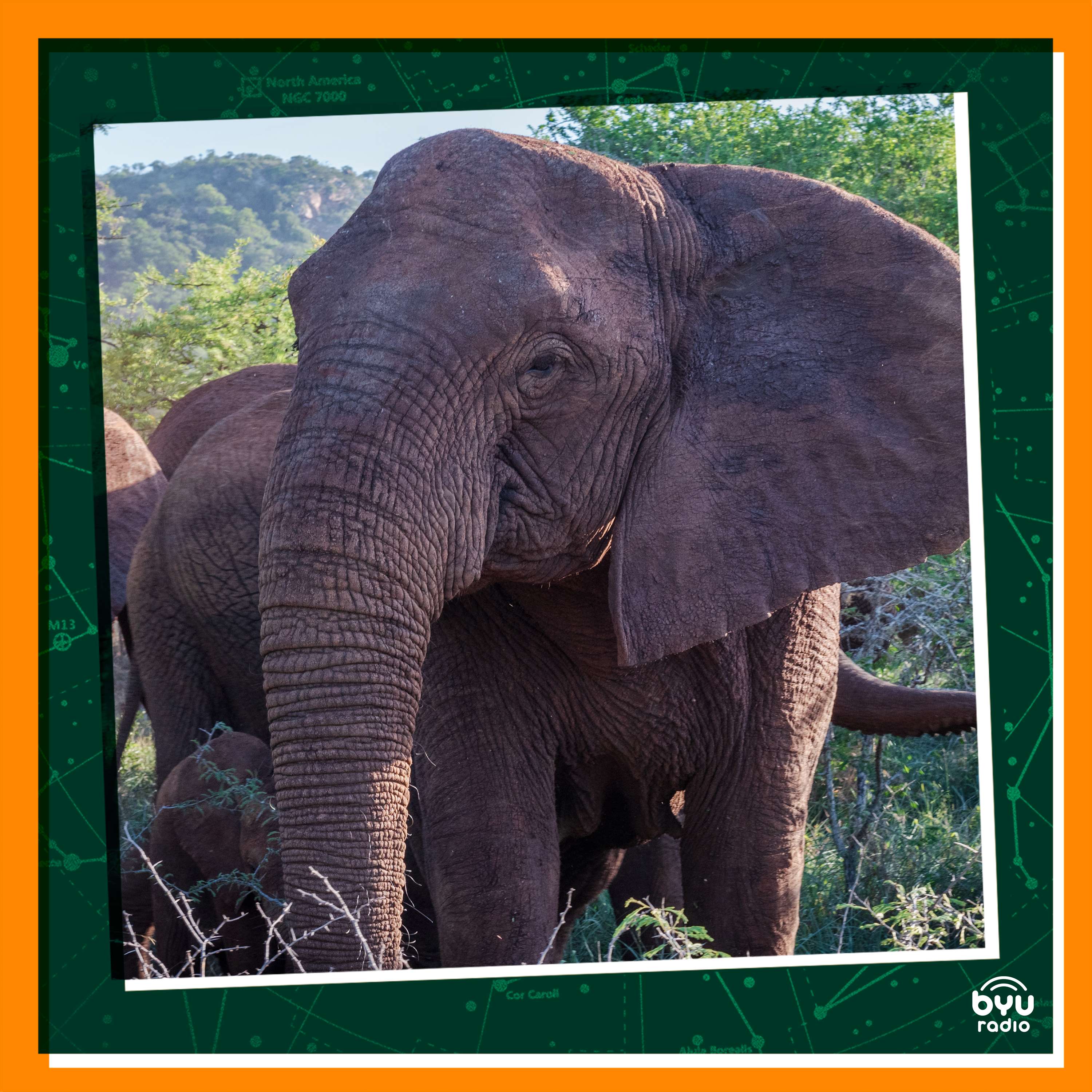 Finding Peace with Elephants episode artwork