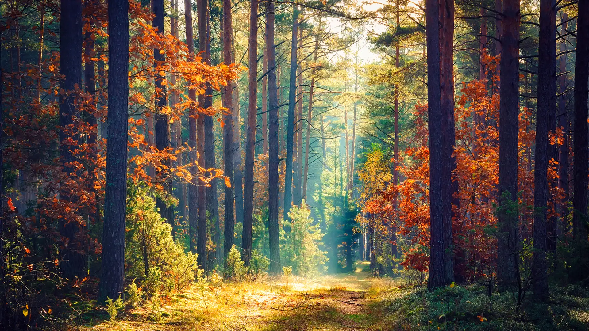 The Gospel of Beauty