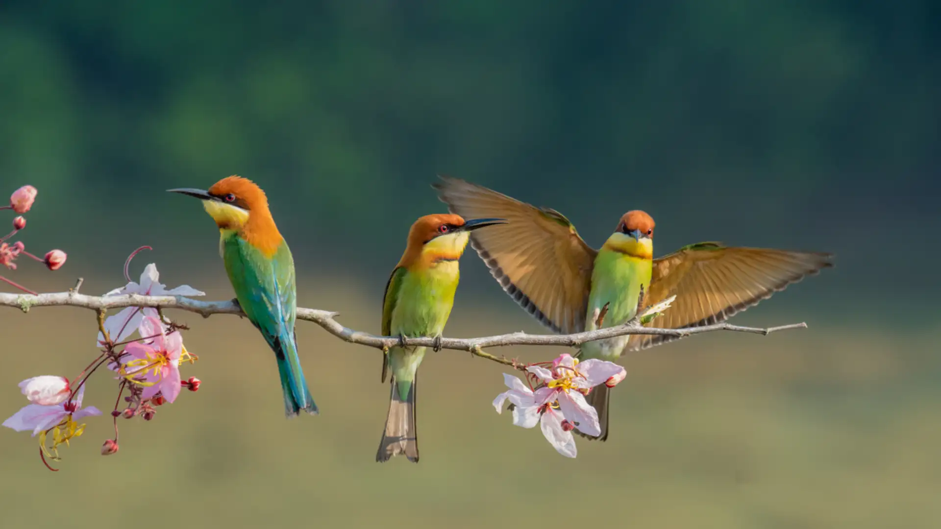112 Flights, 41 countries, over 6000 Birds