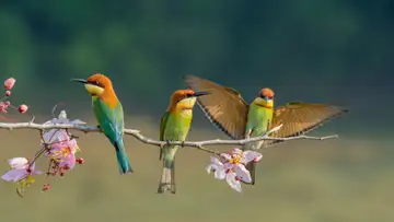 112 Flights, 41 countries, over 6000 Birds