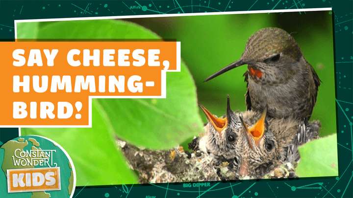 Say Cheese, Hummingbird!