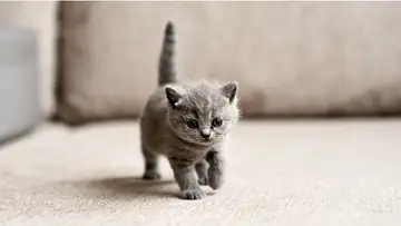 Cute Aggression