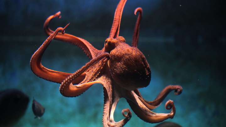 Octopuses Appear to Dream. What Does That Tell Us About the Evolution of Sleep? 