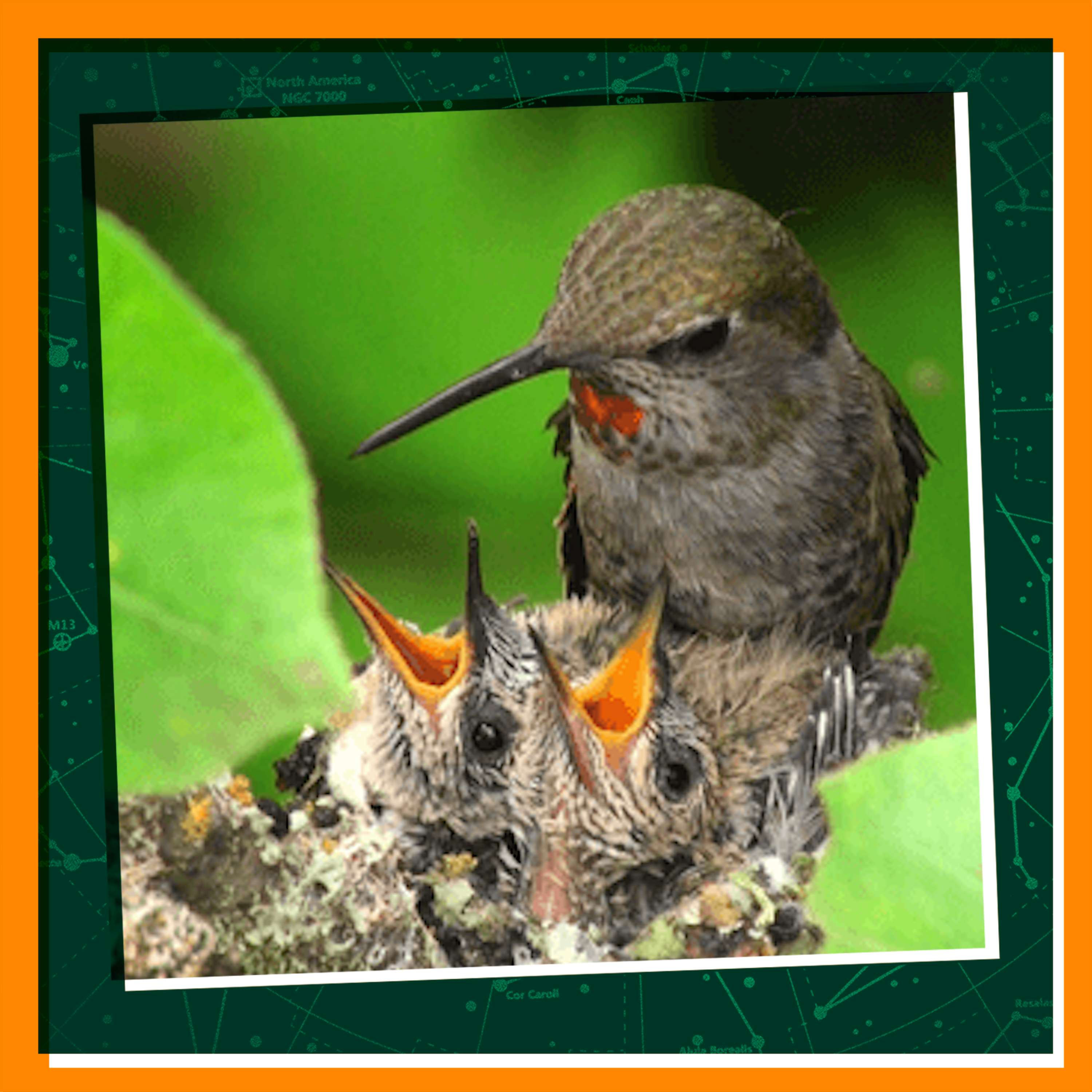 Say Cheese, Hummingbird!