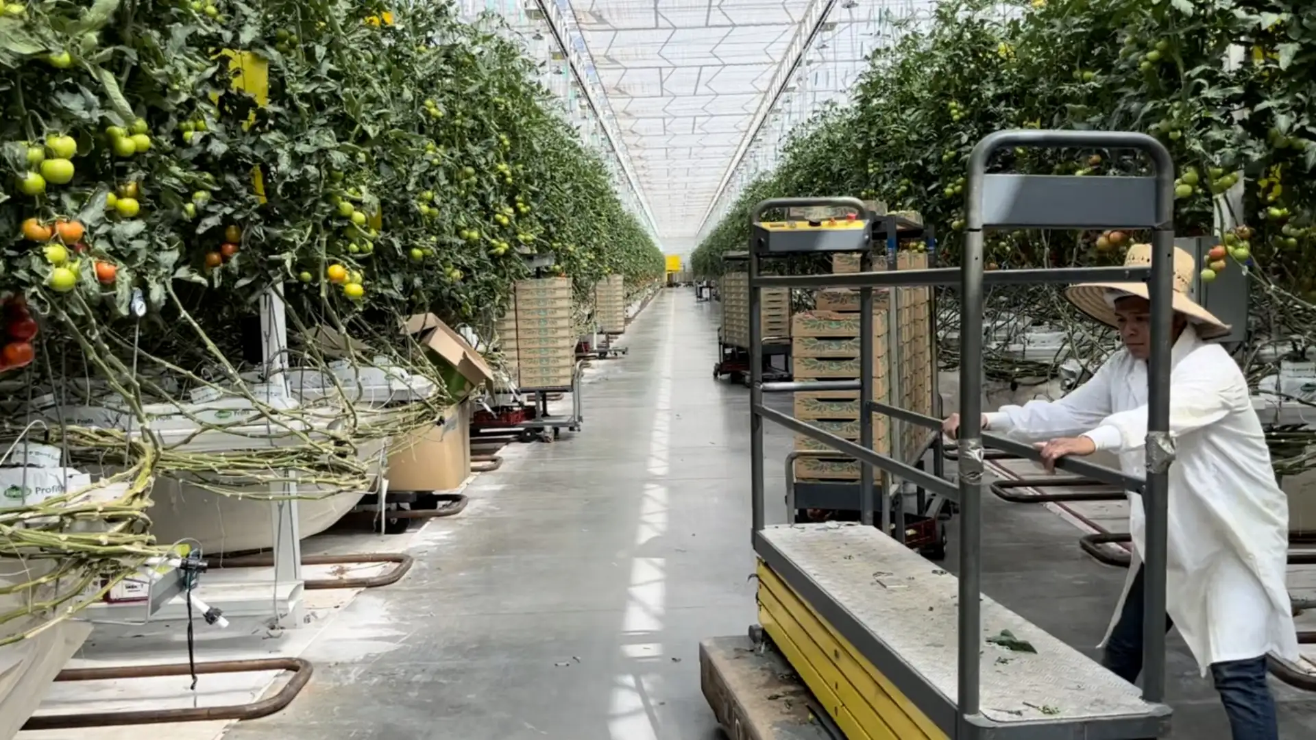 S2 E20: Tomatoes That Leave Earth Behind