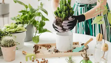The Green Urban Lunch Box