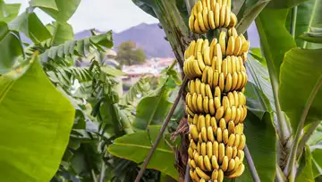 Banana Cultures