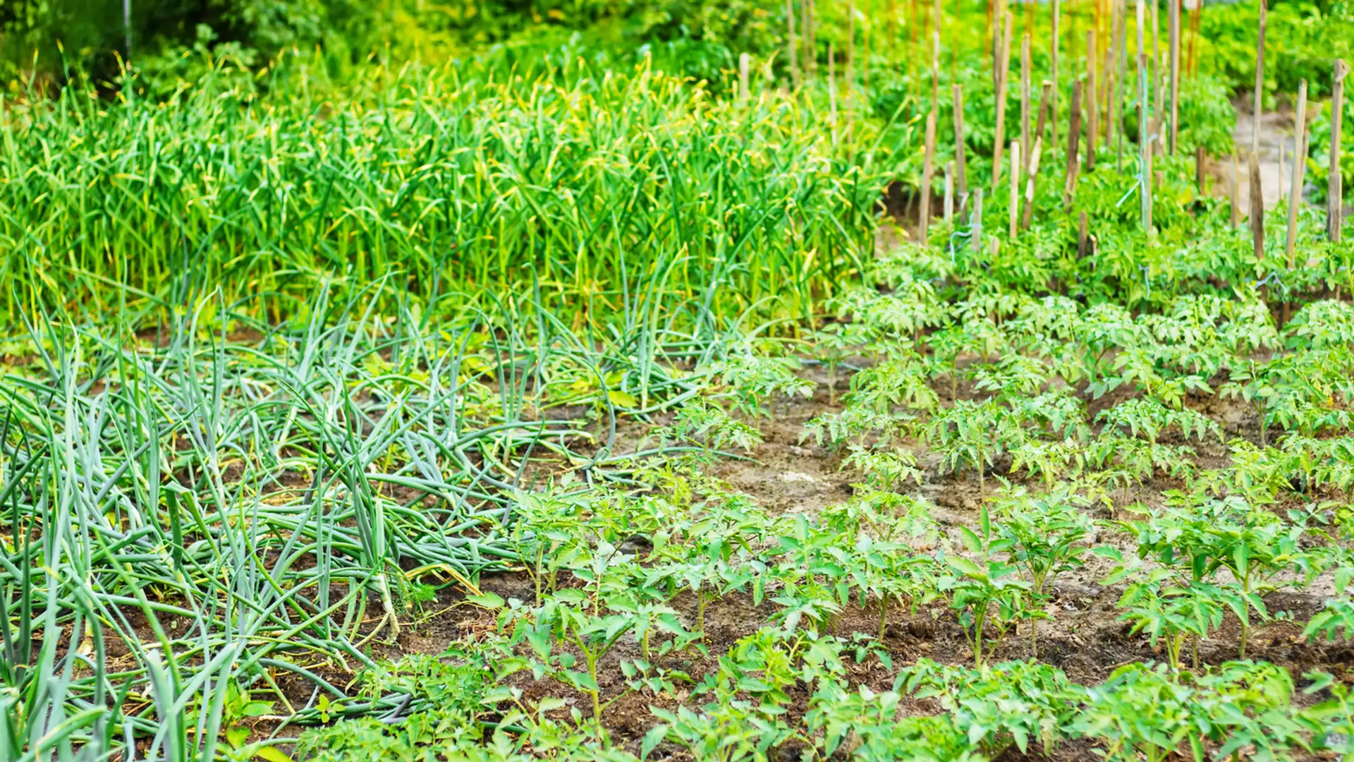 The Parable of the Sower