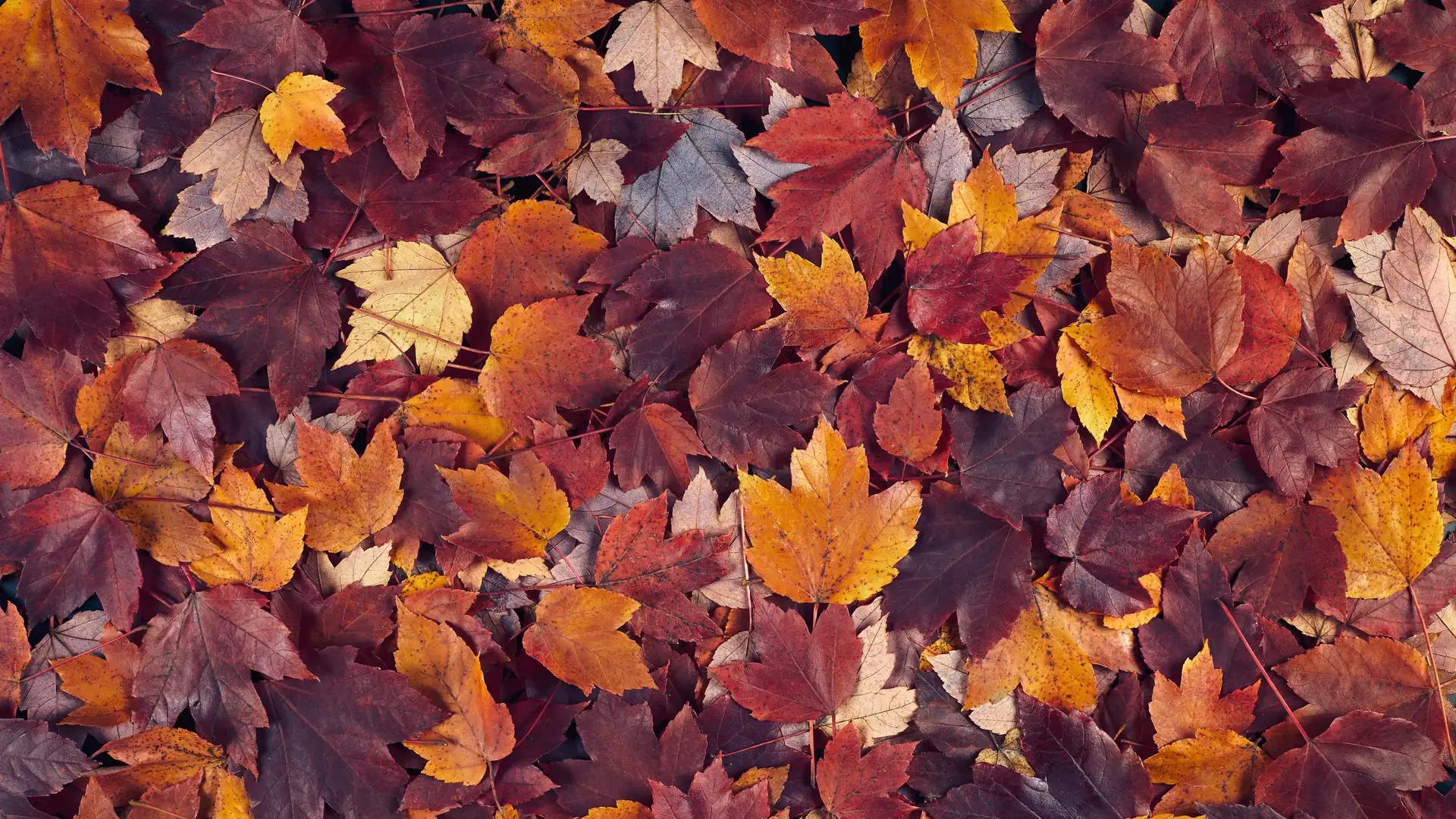 The Magical Healing Leaves