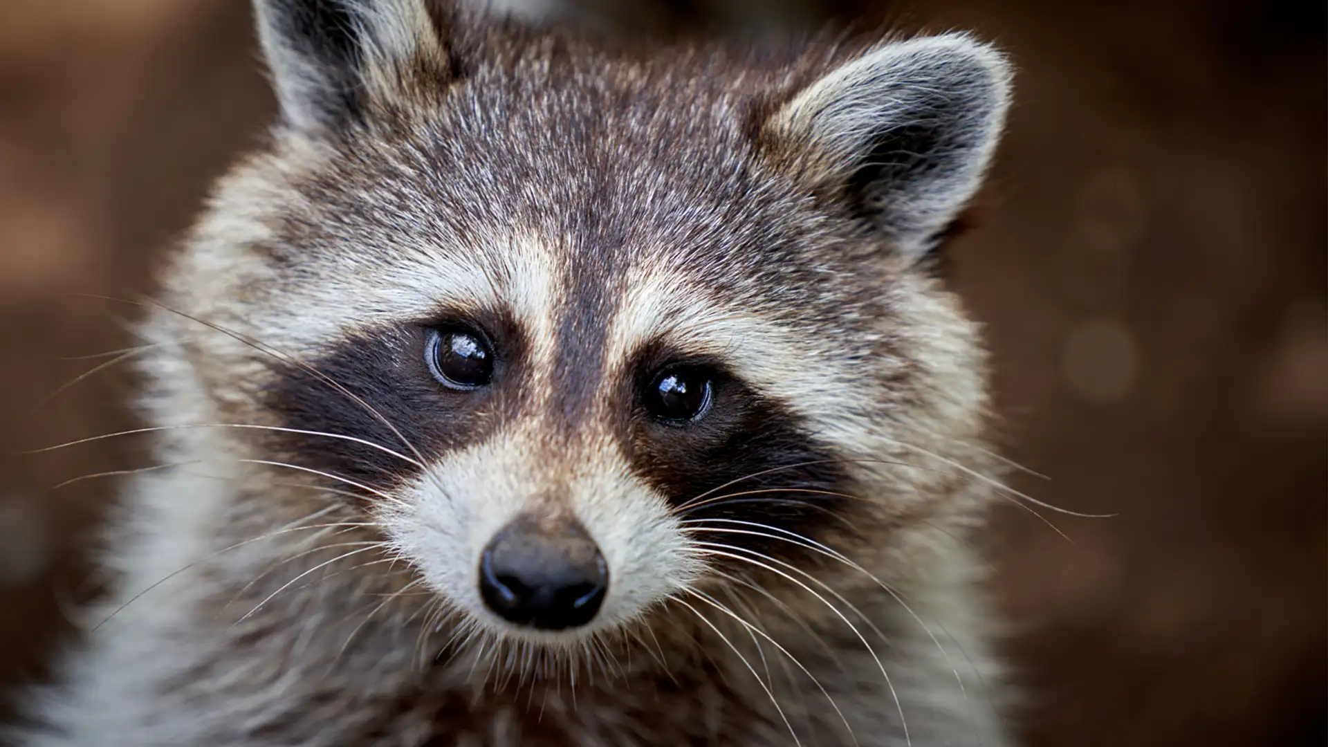 EXTRA **** "Sandy Raccoon" by Mustard's Retreat