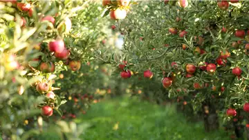 Rapid Apple Decline