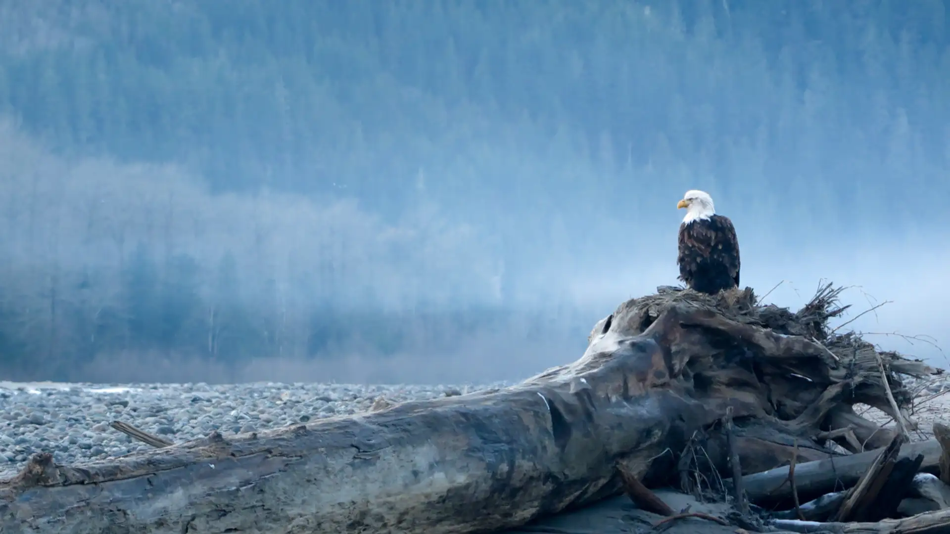 Healing PTSD in the Canadian Wilderness