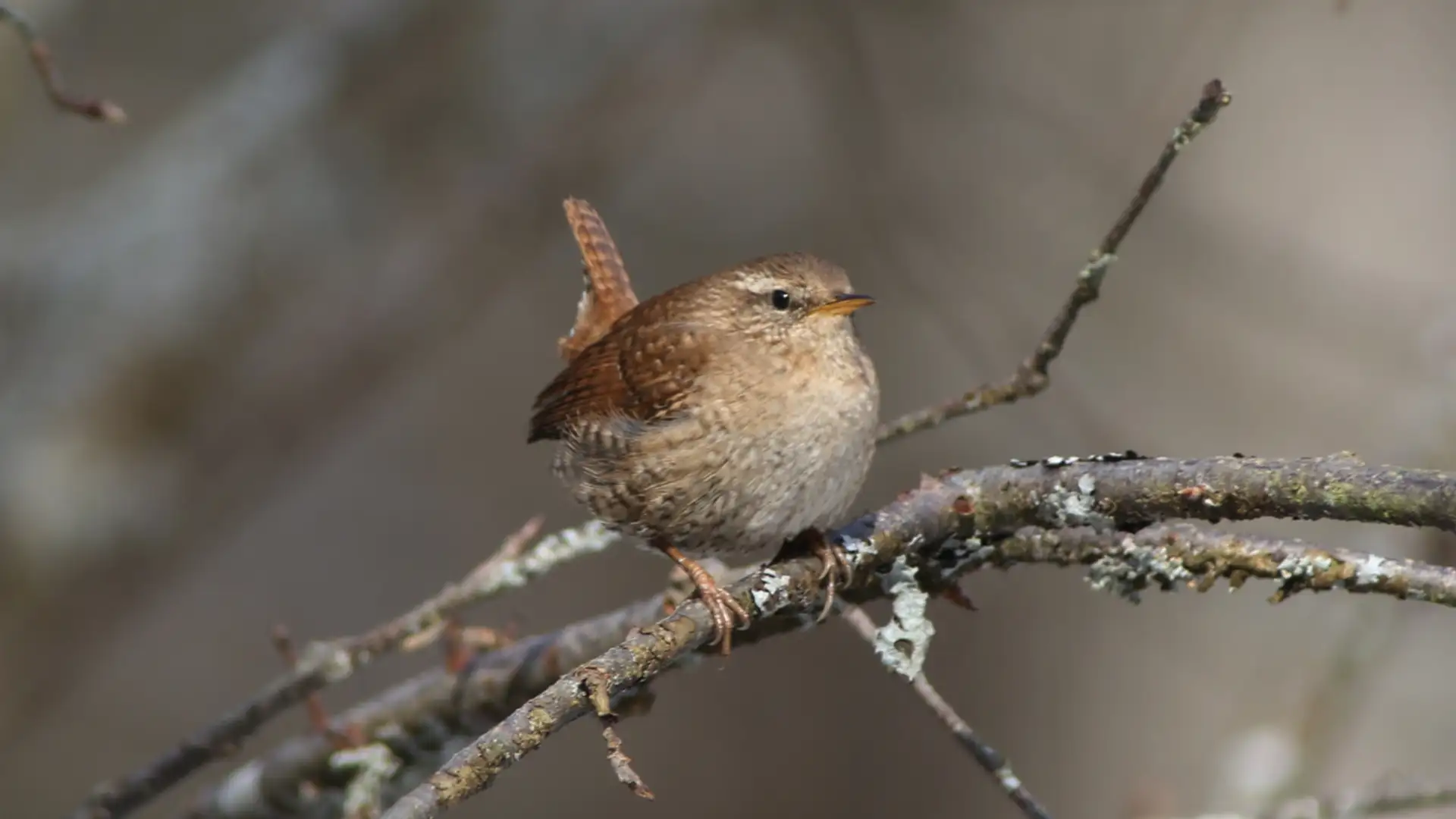 EXTRA: "Elk and Wren" by Margaret Read MacDonald