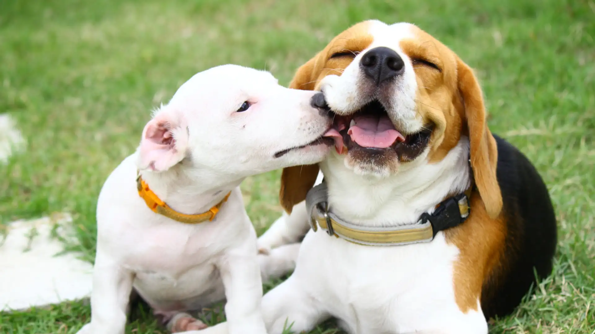 How do Dogs Love Us?