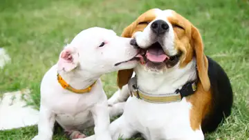 How do Dogs Love Us?