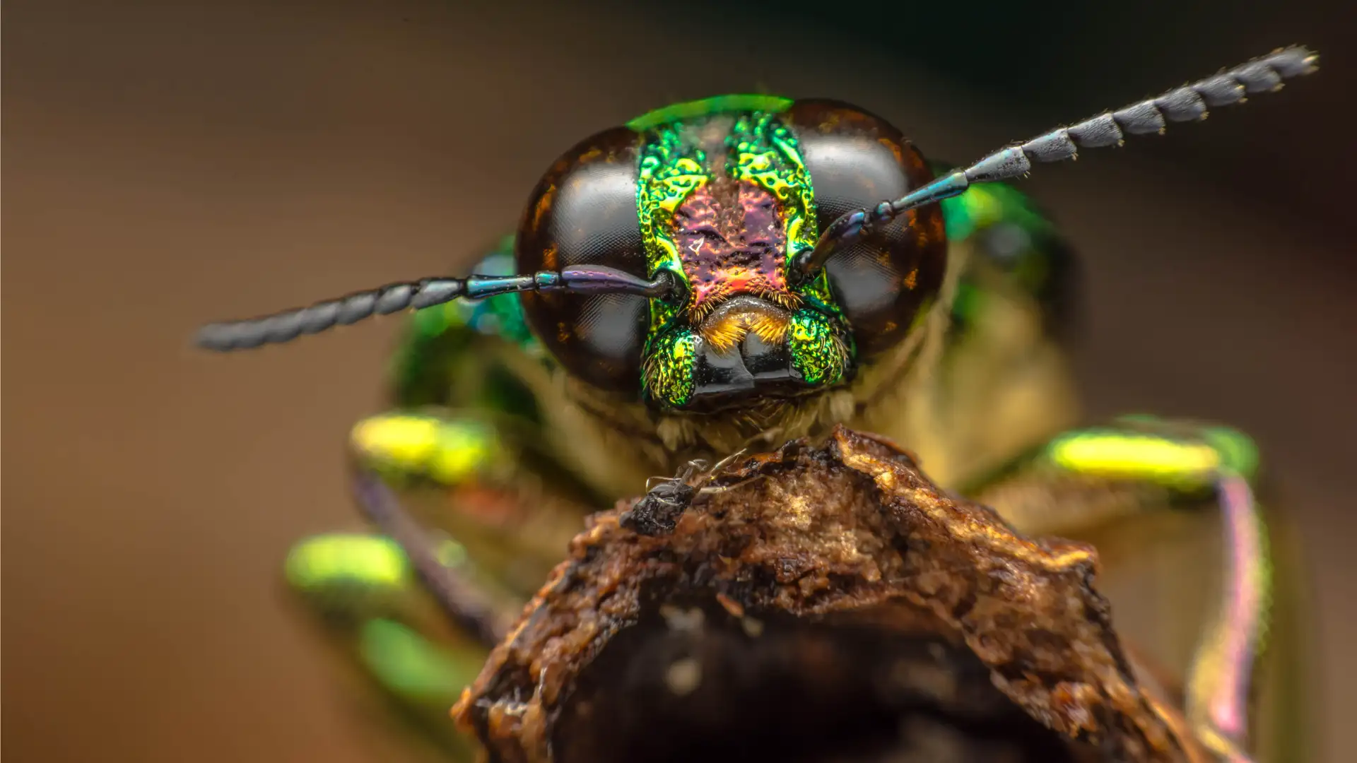 Princess Firefly by Diane Edgecomb