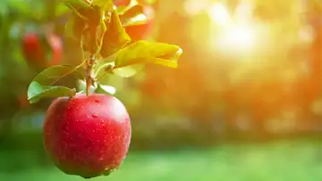 Johnny Appleseed