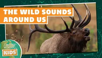 The Wild Sounds Around Us