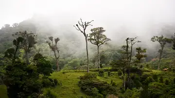In the Tops of the Trees