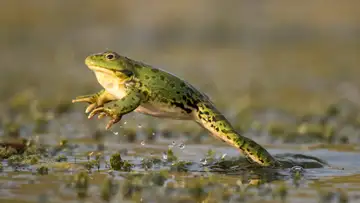 Splendid Frogs