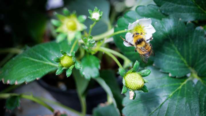Caffeinated Bees