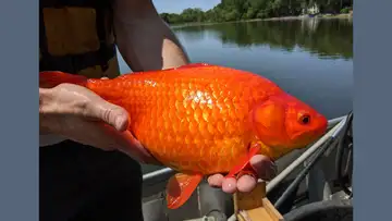 Giant Goldfish