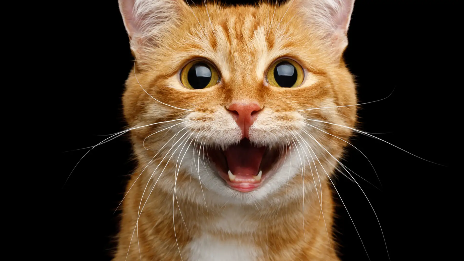 EXTRA **** "The Cat of Norrhult" by The Acting Company