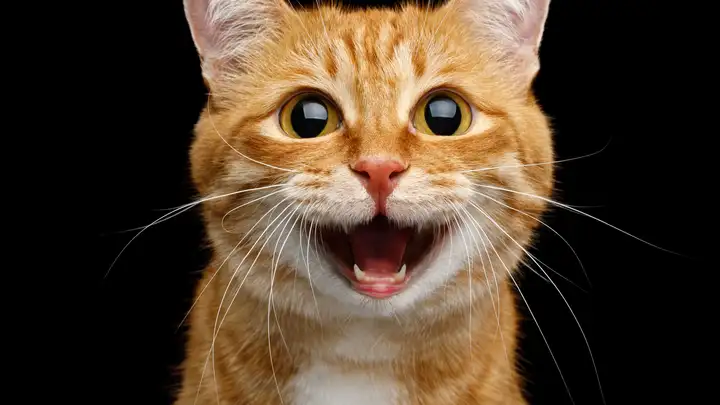 EXTRA **** "The Cat of Norrhult" by The Acting Company