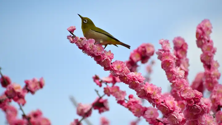 The Nightingale