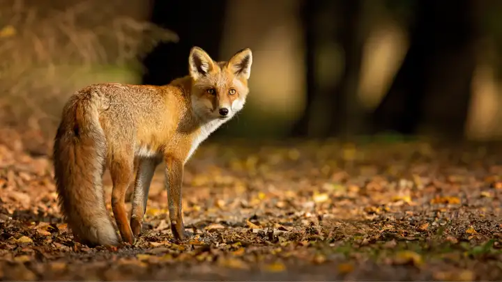 Fox and His Tail by Sam Harris