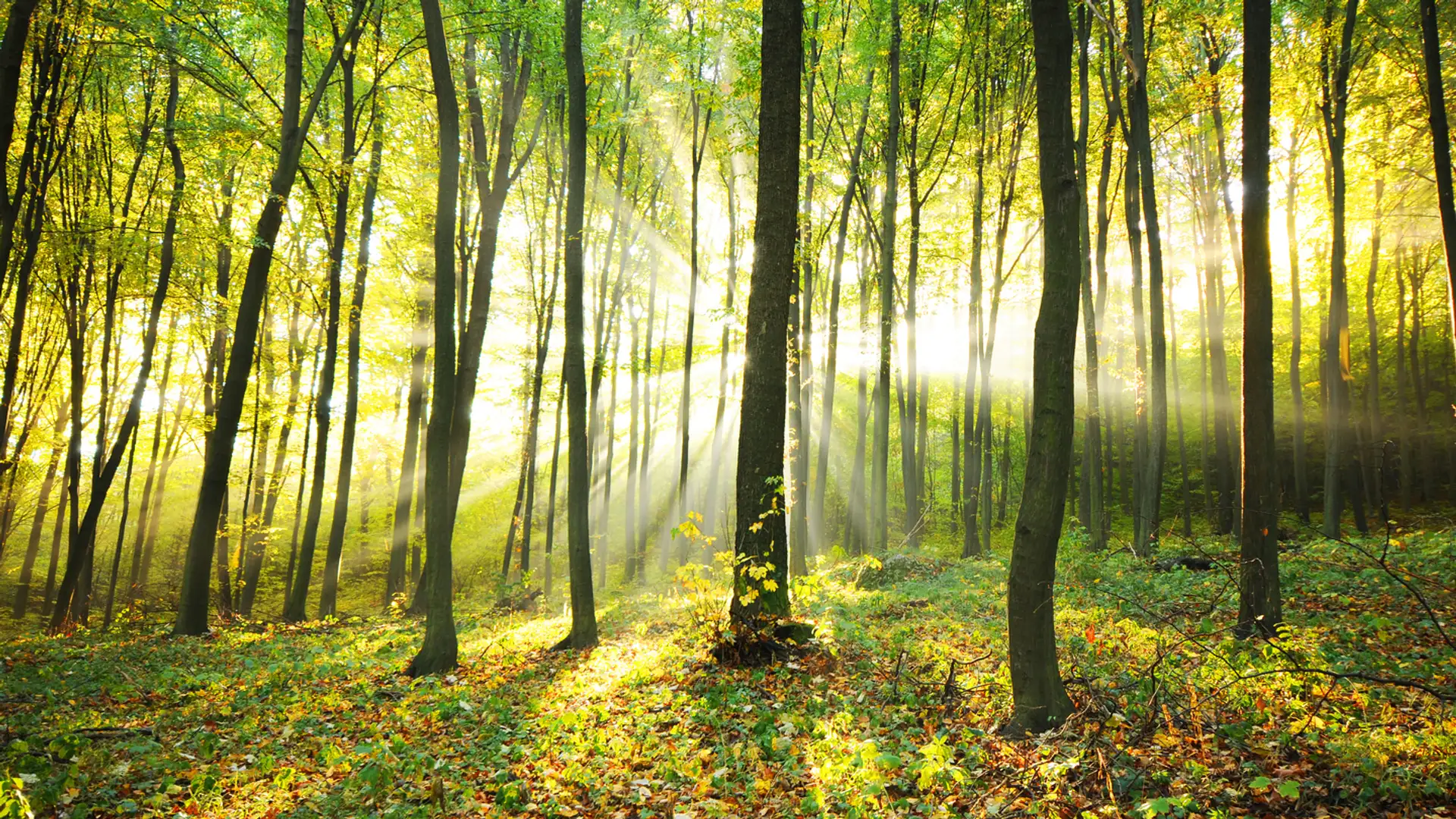 Necessary Truths of the Gospel