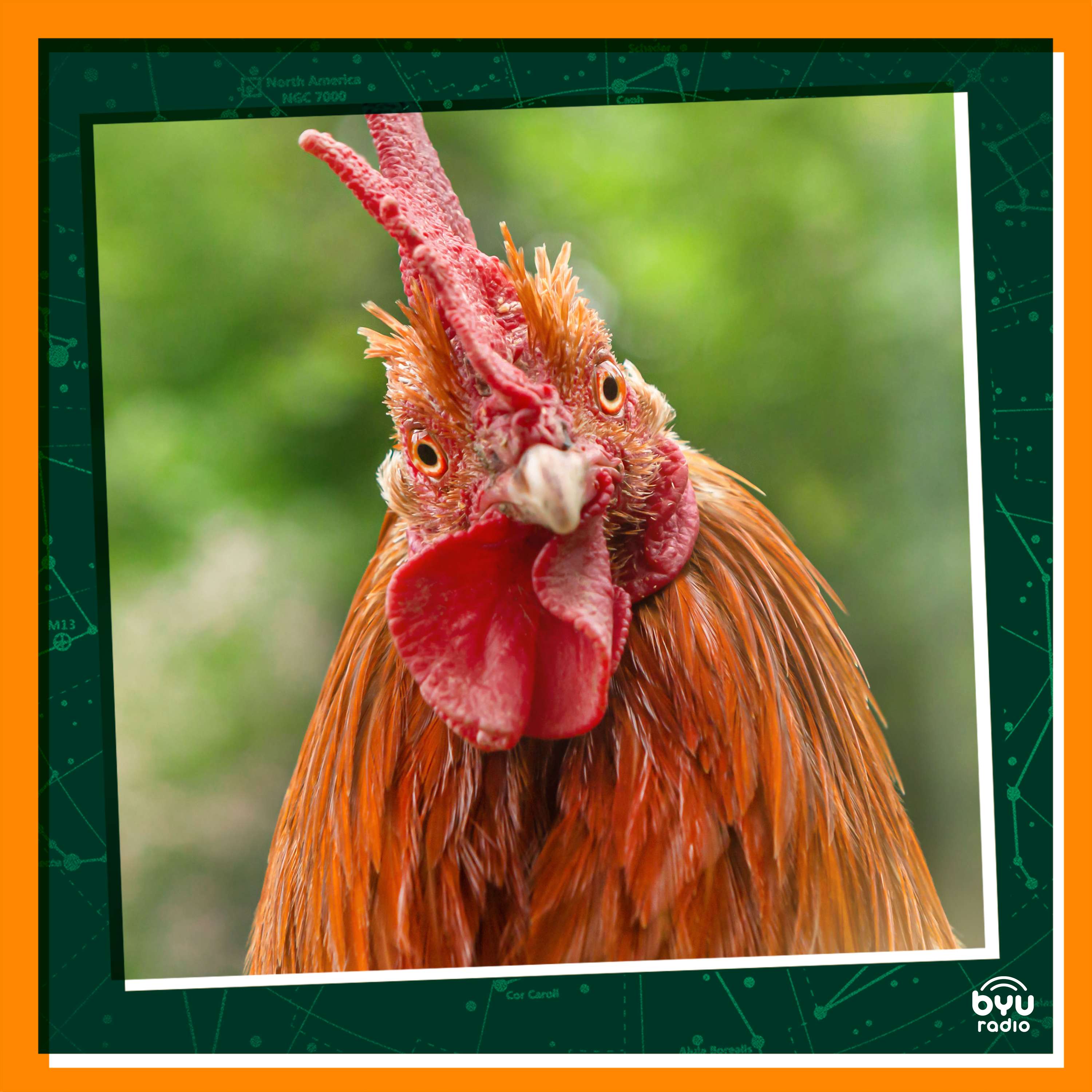 Chicken Talk and Friendly Flocks episode artwork
