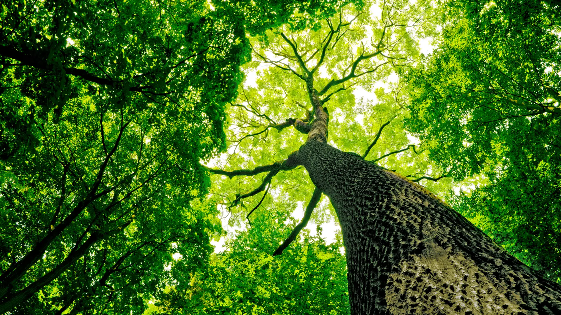 The Name of the Tree