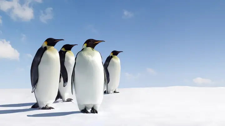 The Amazing Biology of the Emperor Penguin