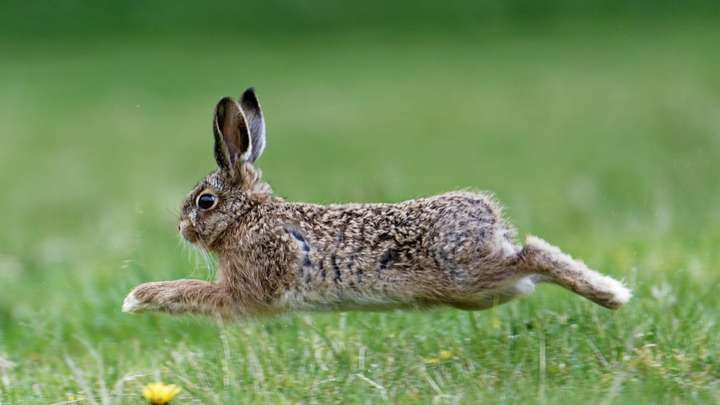 EXTRA: "The Hare's Lament" by Paddy Tutty