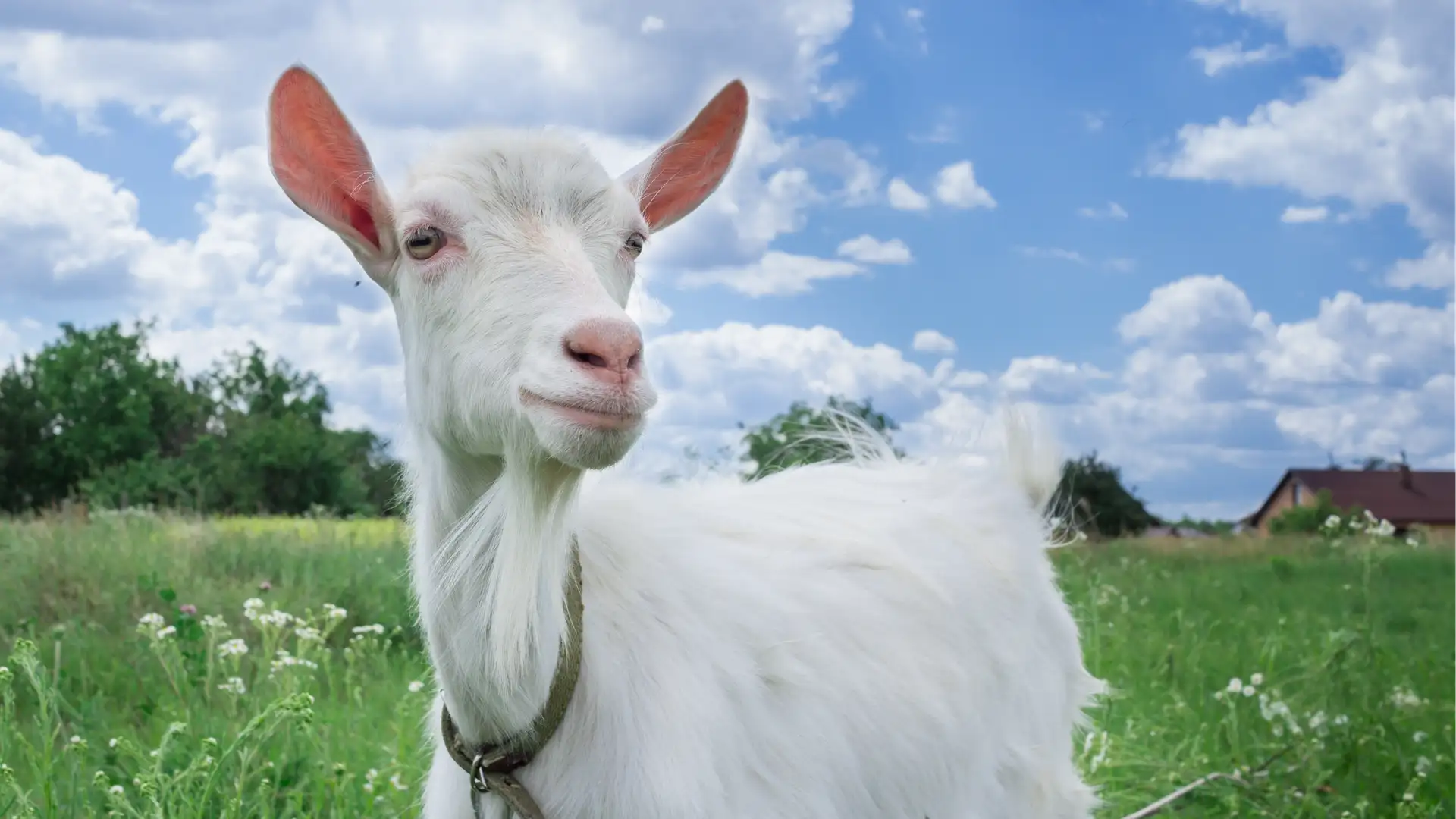 BITE: "She Goat" by Laura Simms