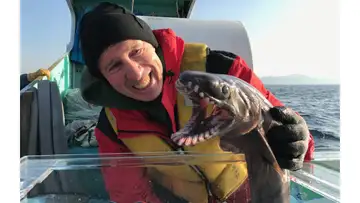 Ghost Sharks