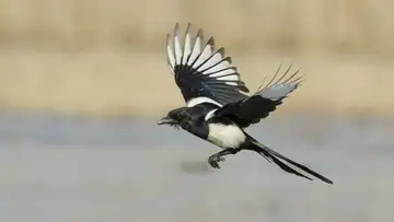 The Magpie Trap