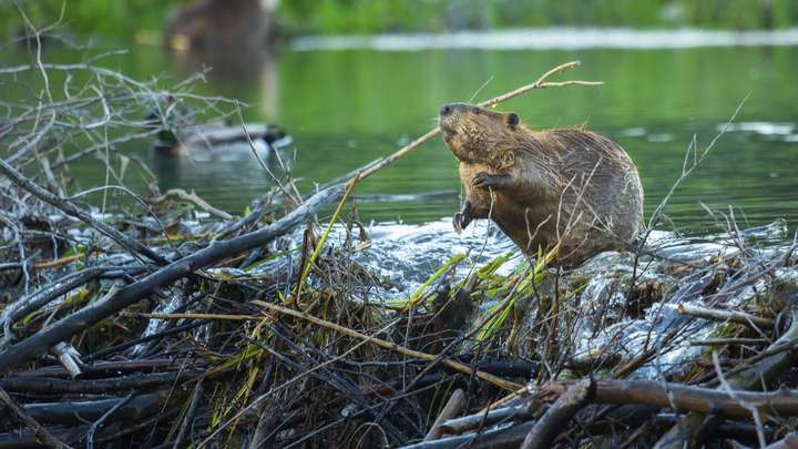 Beavers and Climate Change