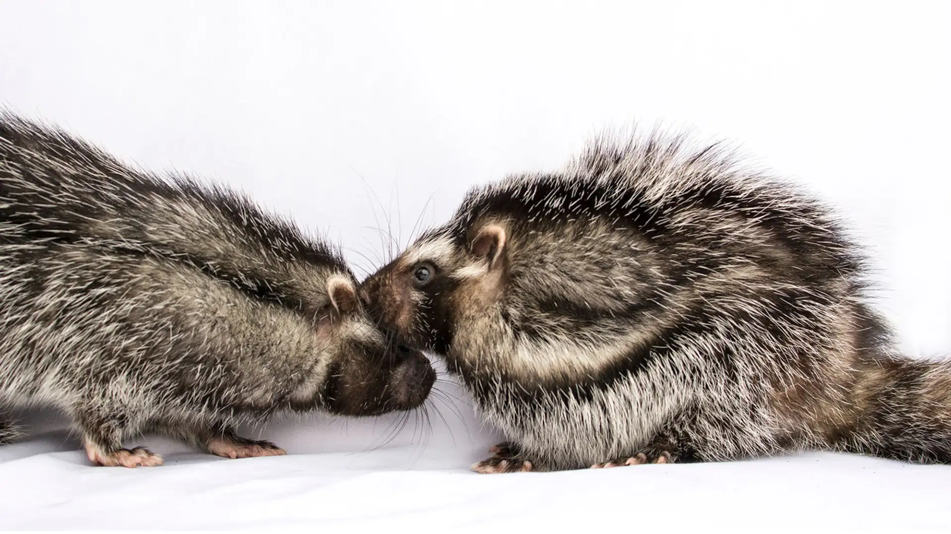 Poison Rats