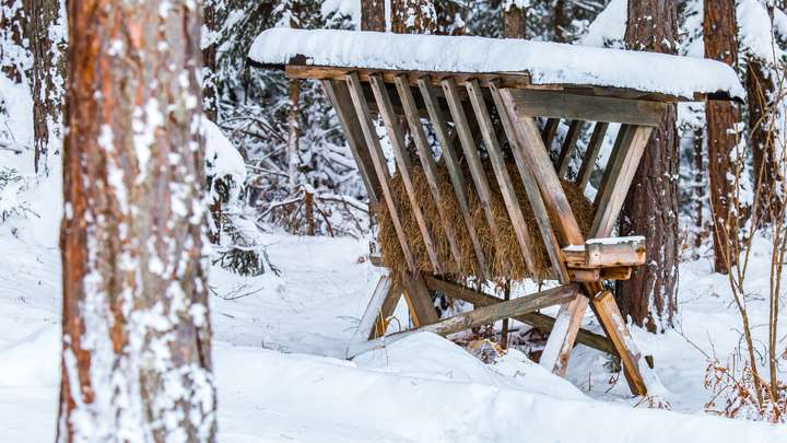 Manger in the Forest - December 20