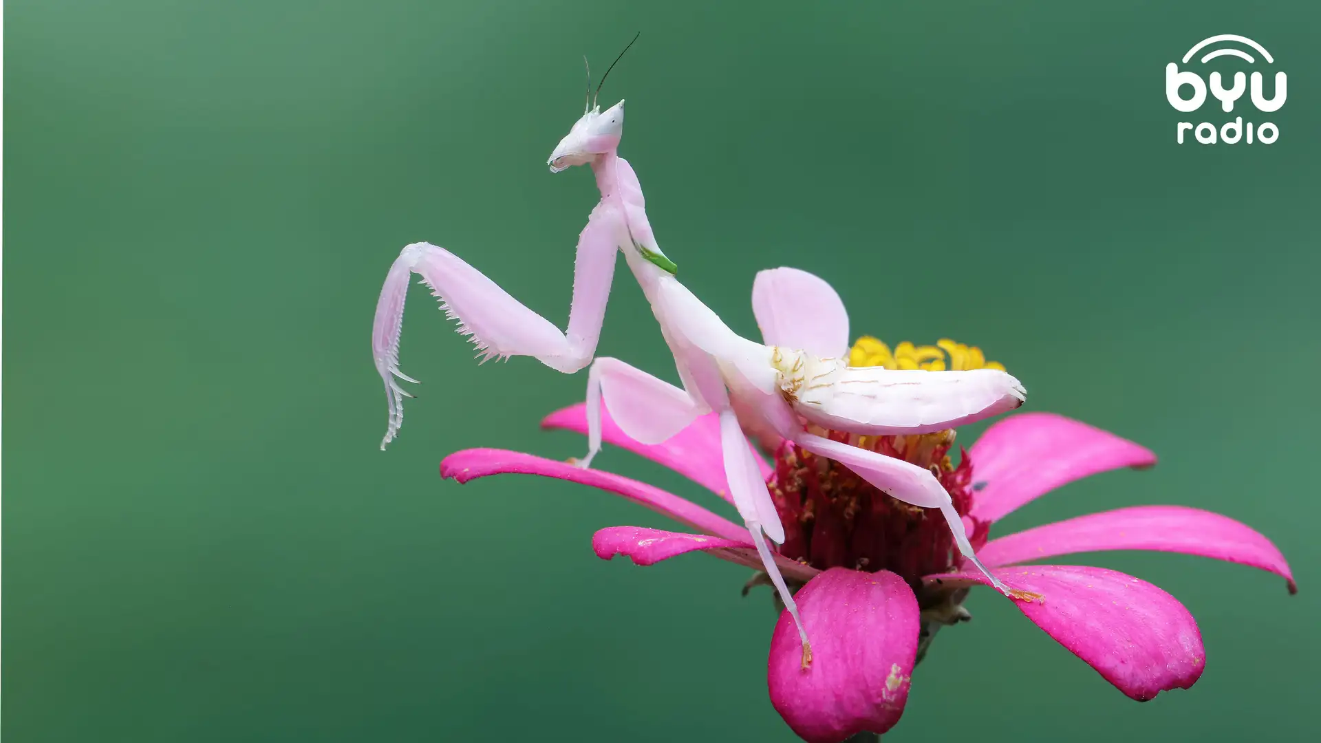 The Wondrous, History-Shaping World of Parasites and Predators