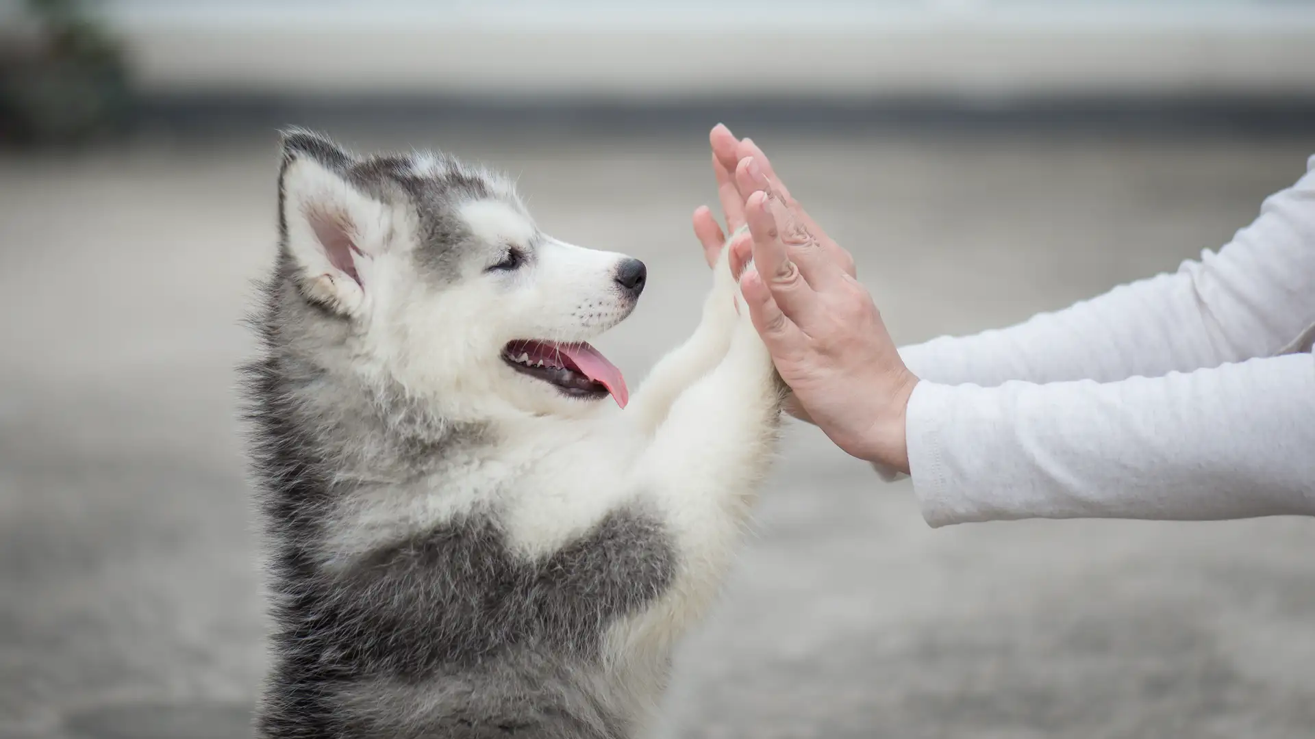 You Should Adopt a Dog