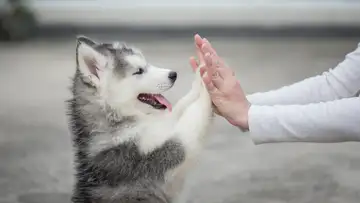 You Should Adopt a Dog